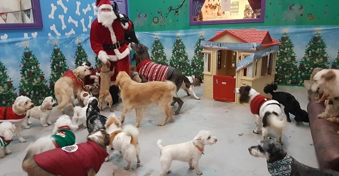 How These Dogs In A Dog Daycare Celebrated Christmas With…