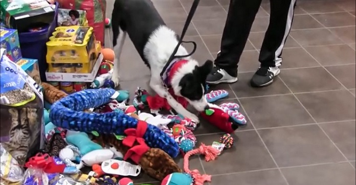 Shelter Animals Celebrated Christmas By Picking Their Own Christmas Presents!