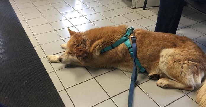 Loyal Dog Won’t Leave The Hospital Where His Family Died.…