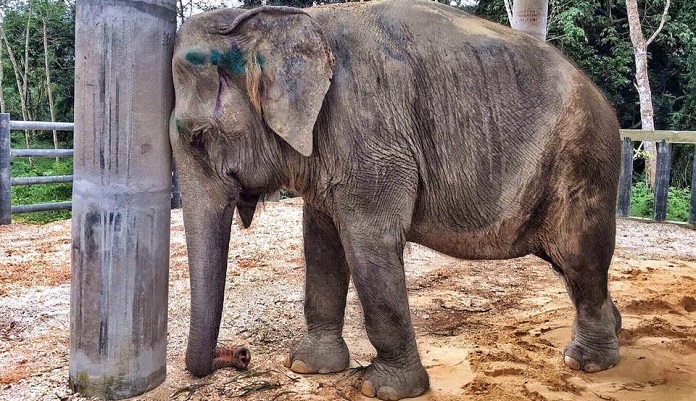 This Elephant Was So Depressed She Refused To Sleep For Days. Then Her Best Friend Came By…