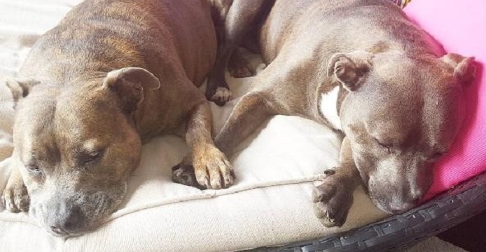 Family Left Their Newborn Baby With Two Pitbull Sisters.…