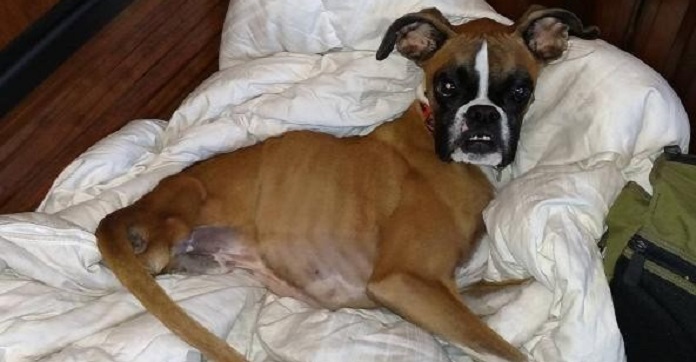 This Rescue Dog May Be Missing His Back Legs,…