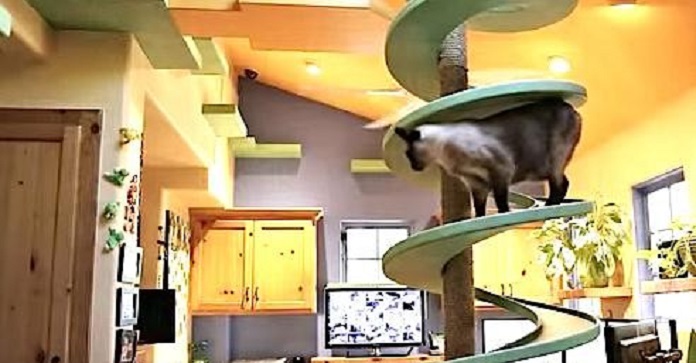 Man Rescues 22 Cats And Then Transforms His House Into…