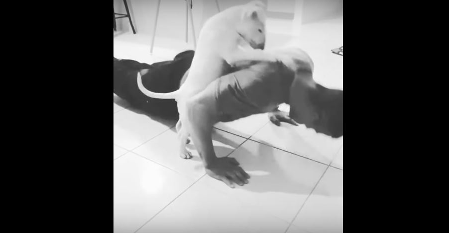 This Fitness Loving Pooch Is Her Human’s Personal Trainer. She…