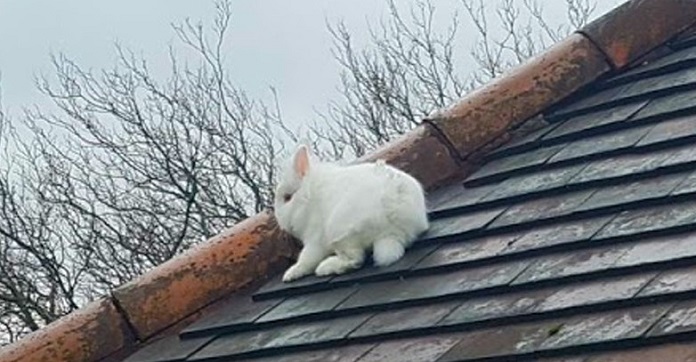 Snow-White Rabbit Mysteriously Appeared On Someone’s Roof And No…