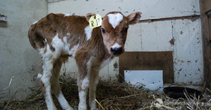 Rescued From Certain Death, This Baby Cow Finally Knows…