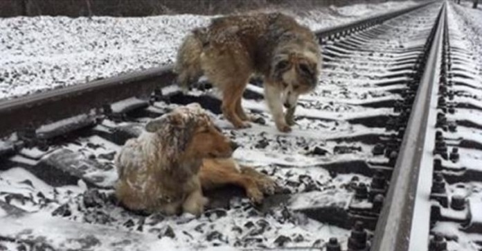 Injured Dog Lay Motionless On The Train Tracks, But…