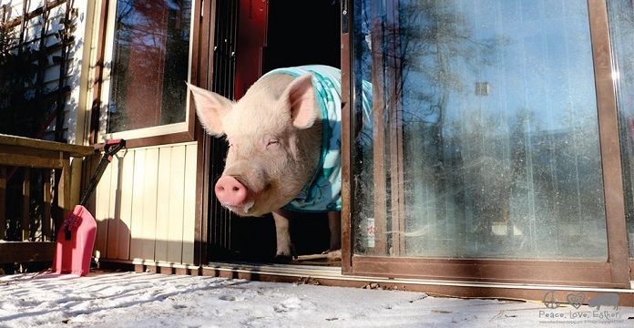 This Stylish Pig Wears A Cute Hat Whenever She…