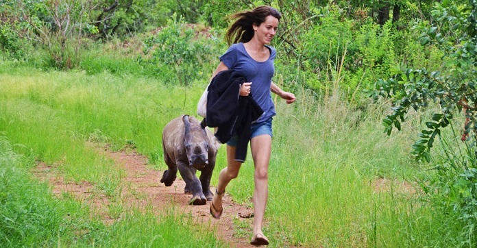 Tiny Baby Rhino Won’t Stop Following Her Favorite Person Everywhere…