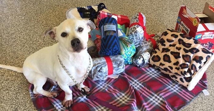 Hero Shelter Dog Helps Other Shelter Pets Get Presents This…