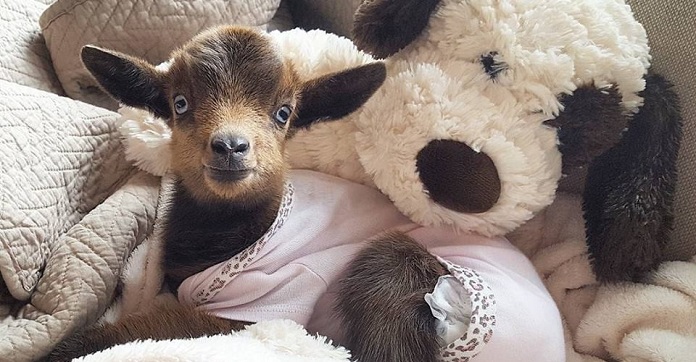 Rescued From Extreme Cold, Abandoned Goat Makes A New Best…