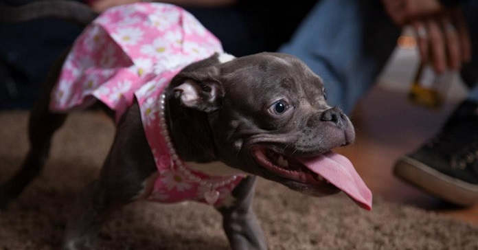 Pitbull With Dwarfism May Be Small, But She’s The Happiest…