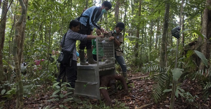 Stolen As A Baby This Orangutan Finally Returns Home… To…