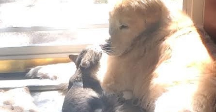 This Anxious Dog Calms Down Only When Her Best…