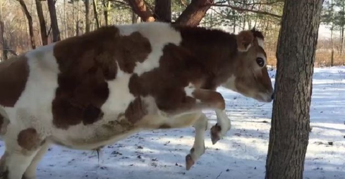 Baby Cow Loves Playing Hide-N-Seek With The Woman Who…