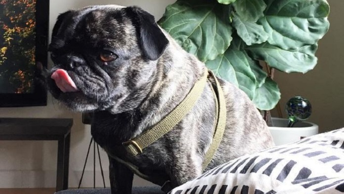 Heartbroken Pug Can’t Believe Shop Stopped Selling His Favorite…