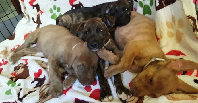 Rescue Puppies Who Couldn’t Even Walk Are Now Learning…