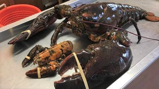 Massive 23-Pound Lobster Gets Bought For $200, But Where He Ends Up? Super!