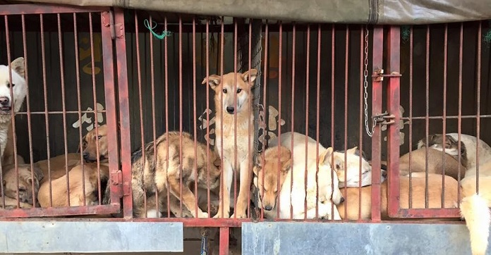 This Man Risks His Life Everyday To Save Dogs…