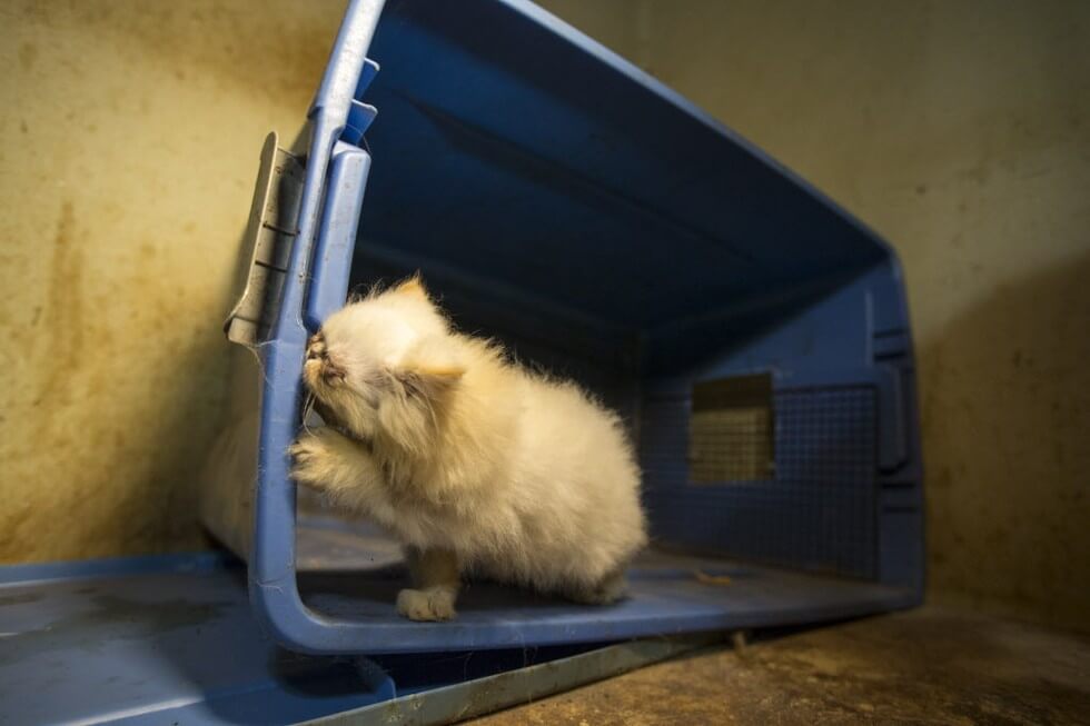 Tiny Kitten Was Rescued From An Abusive Puppy Mill. The Life She’s Living Now? Wow.