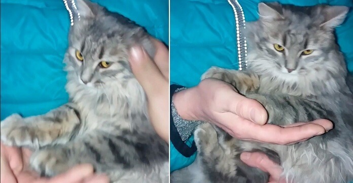 Cat Found With Paws Frozen To The Ground Gets…