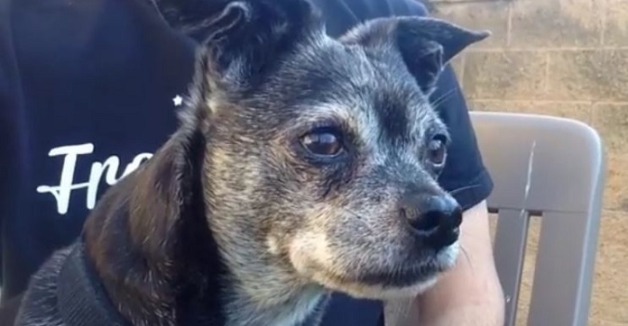 Elderly Woman Forced To Say Goodbye To Her Dog…