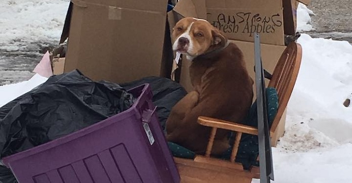 Dog Tossed Out With Old Trash Finally Feels Loved After…