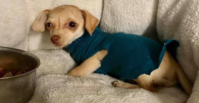 Surrendered Dog Won’t Part With The Only Sweater That Reminds…