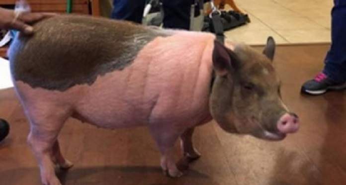 This Airport Pig Has Taken Up The Job To Make…