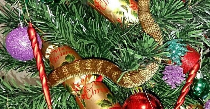 Woman Walks Up To Her Christmas Tree Only To Find A Deadly Tiger Snake Hanging Out!