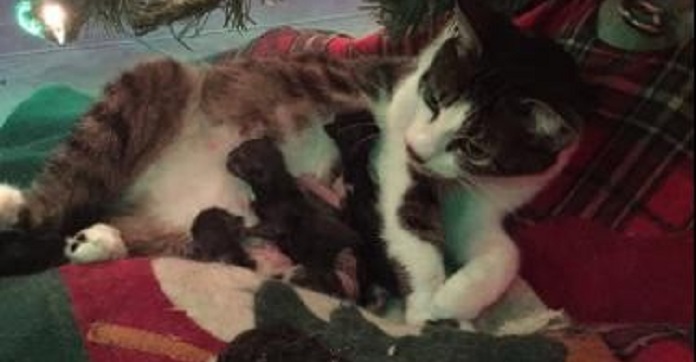 Rescued Stray Cat finds The Perfect Spot To Give Birth…