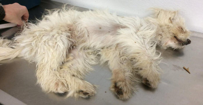 Man Saw A ‘Dead’ Dog On The Side Of…