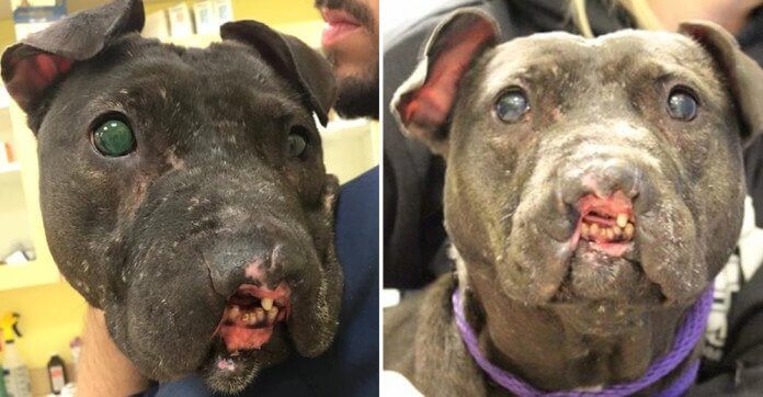 This Poor Pit Bull Lost Her Nose In A…