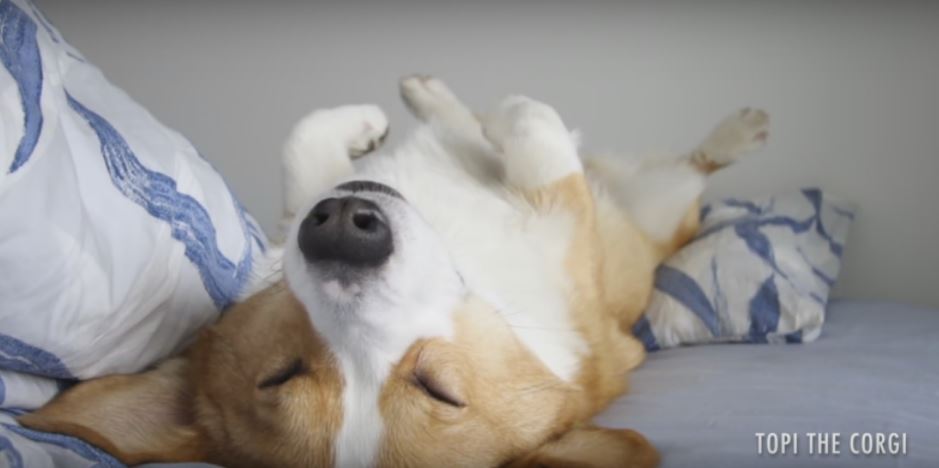 Corgi Pooch Snoozes Alarm Five Times… Then Regrets Not…