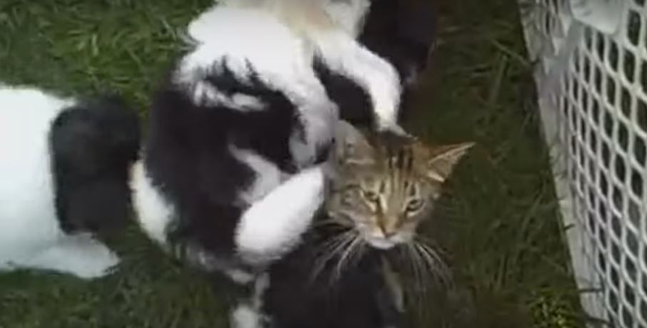 Cat Gets Attacked By A Group Of Hyperactive Puppies. This…