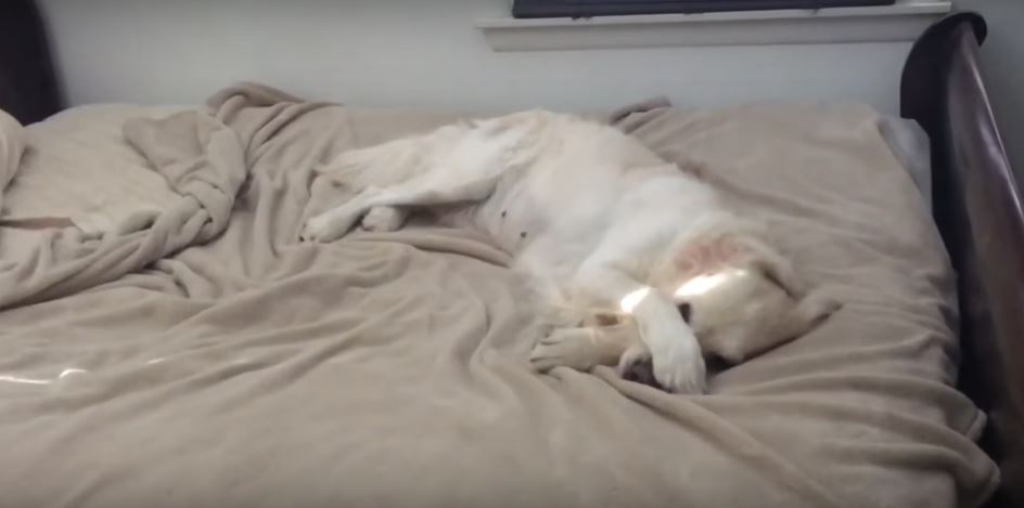 Dog Gets Caught Playing On Someone Else’s Bed. Her Reaction?…