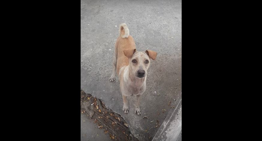 Why This Dog Keeps Begging For Food? Who’s Chopping Them Onions?!