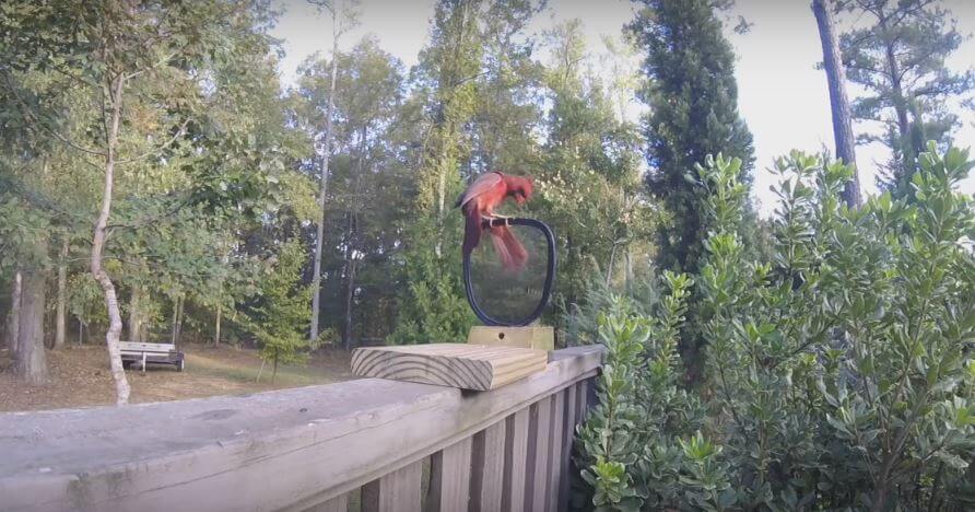 Bewildered Cardinal Fights Own Reflection. We’ve All Been Victims Of Mirrors Some Time In Our Lives!