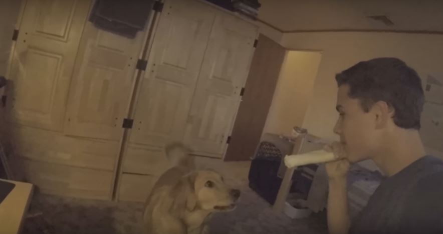 Human Steals Dog’s Favorite Bone Snack. What Happens Next?…