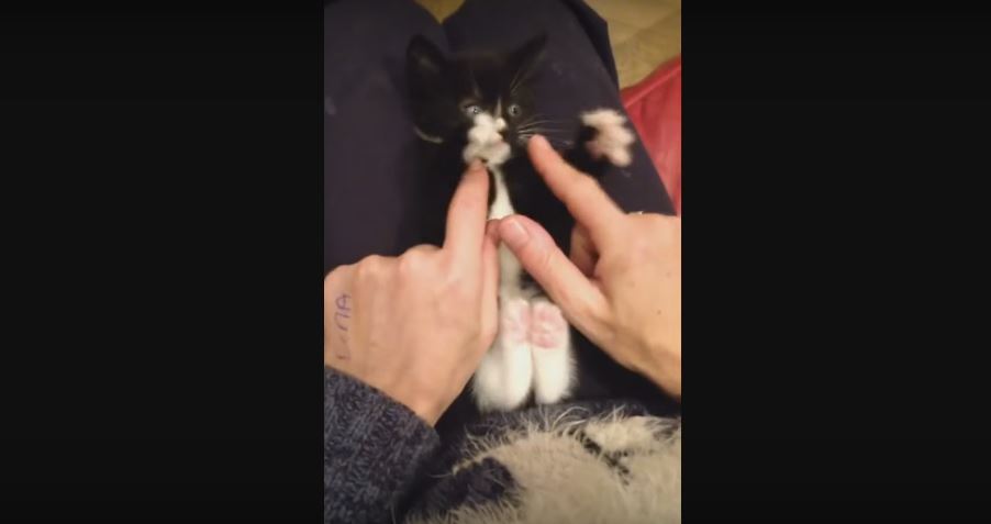 This Rescue Kitten Loves Being Tickled. Cuteness For Days!