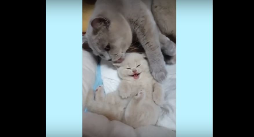 Watch This Momma Kitty And Her Adorable Baby As…