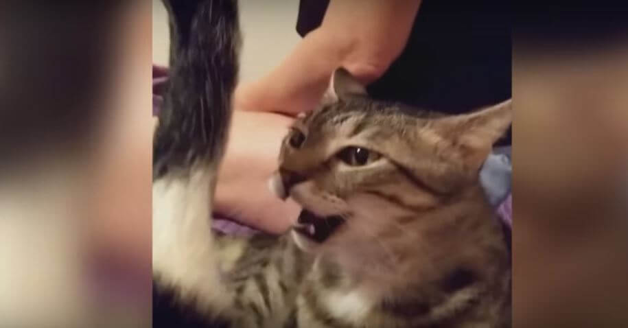 Kitty Smells Another Cat’s Butt. Moments Later, THIS Happens.…