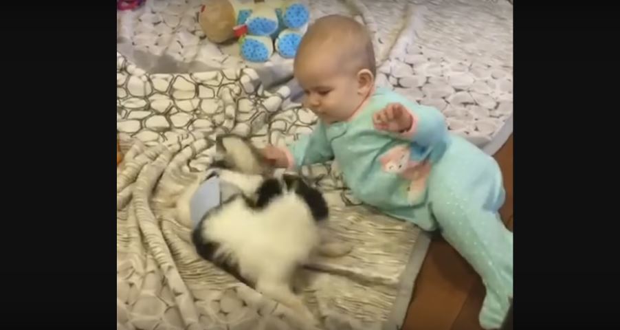 Chihuahua Tries Its Best To Entertain Baby Sister. Aww-dorable!