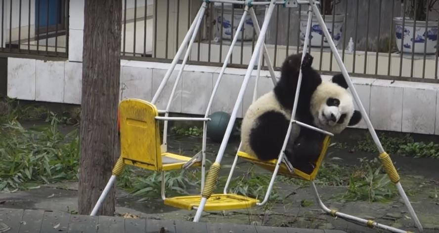 Panda Loves Chilling Out On The Swing. This Is So…