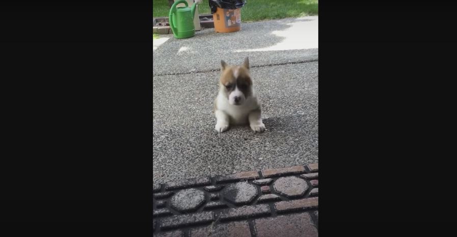 Puppy Does Some Climbing For the First Time. Can…