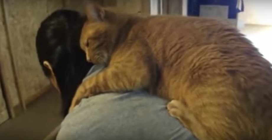 Is This The Clingiest Cat In The World? Most Probably!