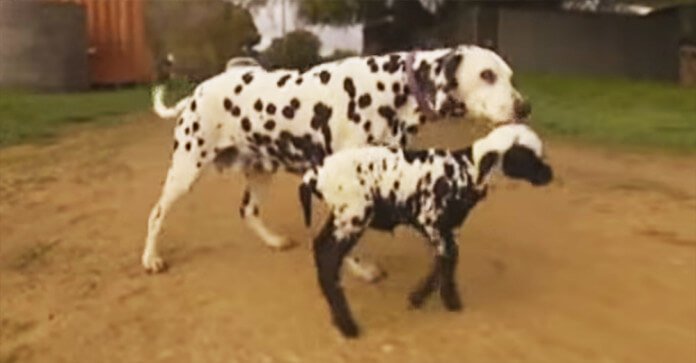 Spotted Orphan Lamb Was All Alone, Then An Unlikely…