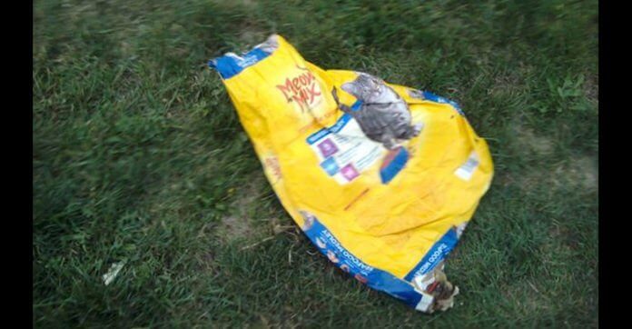 Mom Thinks Her Dog Brought Home Trash Treasure. But…