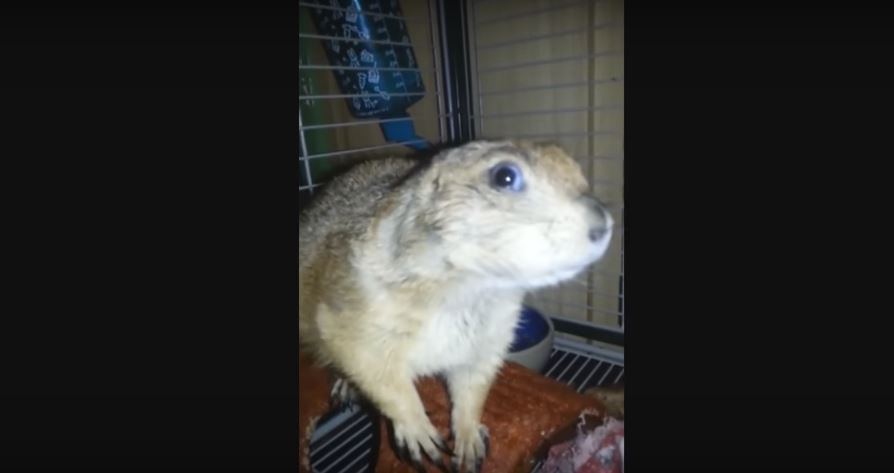 Prairie Dog Mistakes Herself For A Real Dog… So She Steals Some Dog Food. Cute!