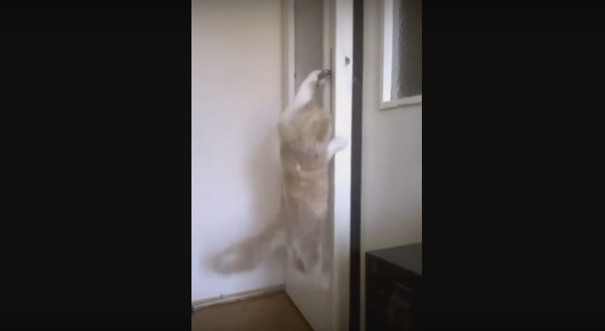 Fluffy Cat Opens The Door Like Any Real, Legit…